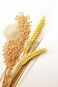 小麦粒是在白色背景上