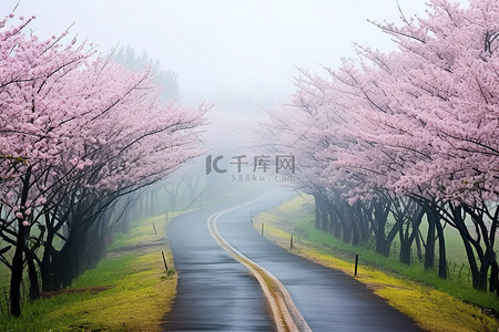 天冷背景图片_雾天，一条被盛开的樱花树环绕的道路