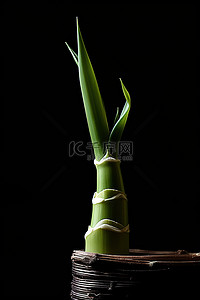 芽背景图片_白色的竹芽坐在黑色背景附近