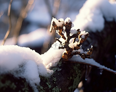 一根积雪覆盖的小树枝，后面反射着光