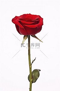 红玫瑰草背景图片_白色背景上的一朵红玫瑰