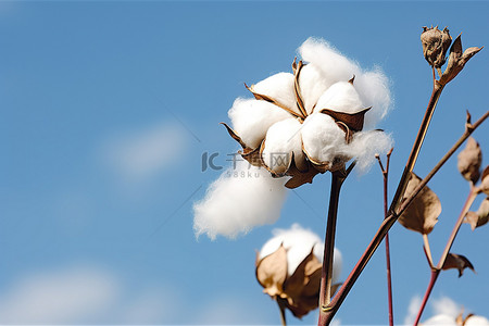 婚纱照棉花背景图片_蓝天背景下茎上的棉花植物