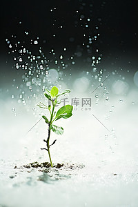 照片标题为绿天下白雨中植物花发芽