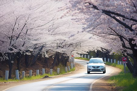 路上的樱桃树，一辆汽车沿着轨道行驶