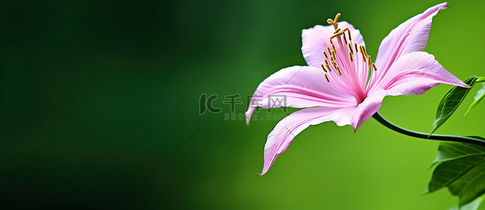 一朵粉红色的花，绿色背景和叶子