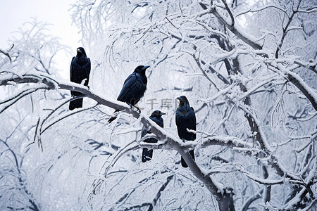 雪背景图片_一群乌鸦坐在被雪覆盖的树上