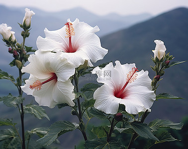 芙蓉背景图片_芙蓉