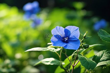 空旷的田野里有一朵蓝色的花，绿叶