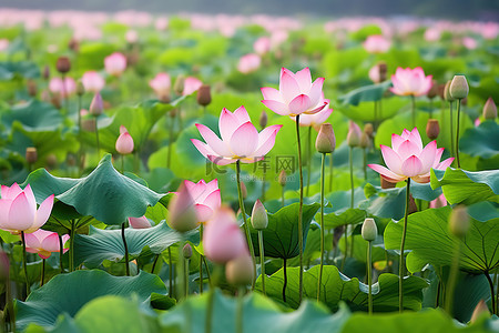 池塘花背景图片_高清莲花花在绿色的田野里