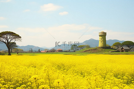 一片开满黄色花朵的田野，左边有一座塔