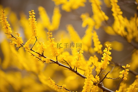 姜树背景图片_连翘花盛开照片春天的时候