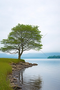钓鱼背景图片_湖岸上的树