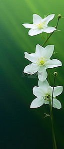 绿色背景池塘里的白花