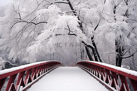 冬天柿子树背景图片_一条人行道周围环绕着积雪的树木