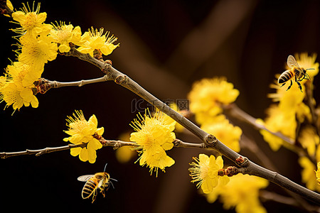 黄枝上的花朵，蜜蜂飞来采花粉坚果