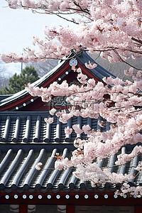 高校校门背景图片_首尔曹校门寺及其盛开的樱花树