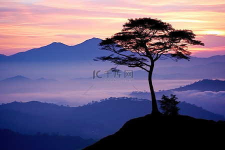 风景上背景图片_太阳落在一棵坐在风景上的树后面