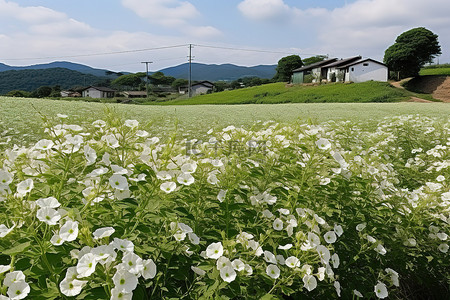 韩国庆南南部的白木槿commiphora latifolia盛开