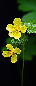 两朵黄色的花朵漂浮在绿叶上