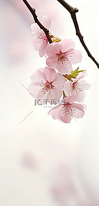 桃树背景背景图片_樱花X7
