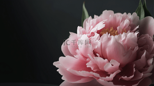鲜艳的鲜花背景图片_花卉芍药花粉色美丽背景