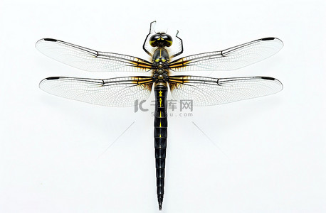 一只长腿蜻蜓坐在白色背景上
