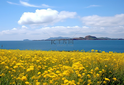 夏日天空中一片开满黄色花朵的田野，映衬着多云的大海