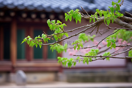 韩国塞尔柱白头公馆的绿叶树枝照片