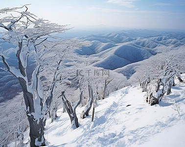 入学通行证背景图片_忠犬八公滑雪通行证