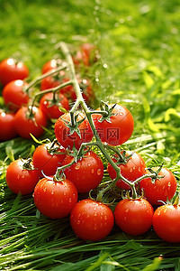 番茄生长背景图片_生长在绿草上的西红柿