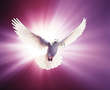 一只白色的鸟，翅膀前有紫色的光芒飞翔