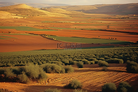 扎迪沙漠上的橄榄