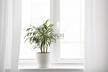 盆栽植物植物背景图片_房间窗台上的盆栽植物，配有白色窗帘