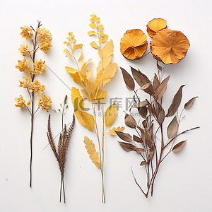 干燥的黄色和橙色叶子和花朵