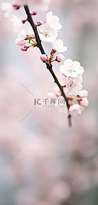 桃树背景背景图片_櫻花