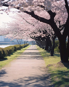 公园樱花背景图片_公园里的小路两旁盛开着许多樱花