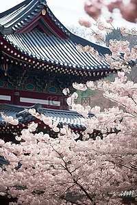 首尔曹校门寺及其盛开的樱花树