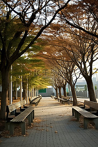 秋天落叶街道背景图片_一条走道，两边都有长凳