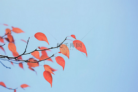 红色的叶子挂在空气中的植物上