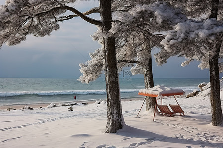 雪域背景图片_雪域海滩，配有树木潜水装备和沙滩伞