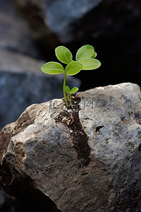 植物在岩石上生长的开始