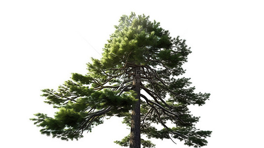 白背景上孤立的花背景图片_危地马拉冷杉松树顶部是白色背景上受自然启发的 3D 插图