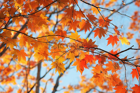 橙色枫叶背景图片_树上的橙色叶子与蓝天的反射