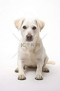 坐在腿上背景图片_一只白狗坐在他的腿上，把头放在他的腿上