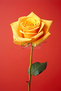 红色背景上的一朵美丽的黄玫瑰