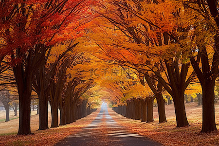 一条小路两旁种满了色彩缤纷的树木和树叶