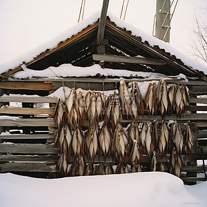 冬雪中木棚顶上挂着一些鲜鱼