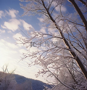 白色的树枝映衬着雪景