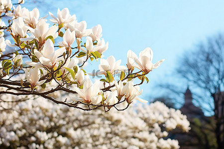 春天鲜花盛开背景图片_蓝天下，玉兰大道前，鲜花盛开