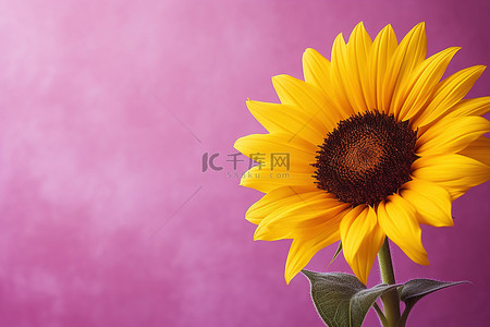 紫色背景的向日葵照片 紫色背景的向日葵美术印刷品